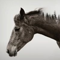 equestrian_horse0