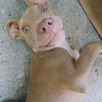 thorelbebe
