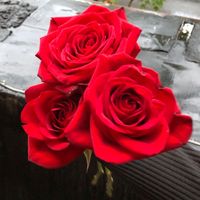 lety_1.3