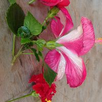 original sound - Rowena Tabaquero