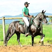 valdik026