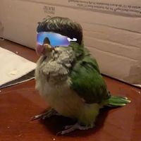 rxmexicoo