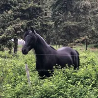 original sound - horse.editxsm