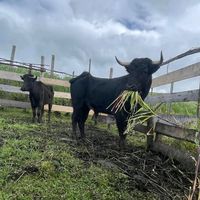 ganaderiasegundocriollo1