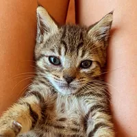 original sound - tamborito20