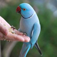 pet_shop_klodi.al