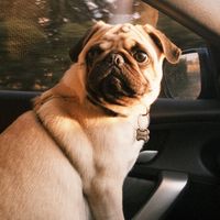 politoelpug
