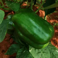 original sound - victoriakeitu