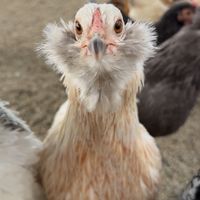 simplychickensofficial