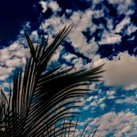 cielo14444