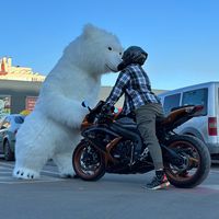 surprize.jucausul.teddy