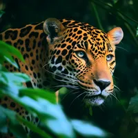 Animals Documentary