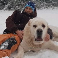 azijatlukavacadis