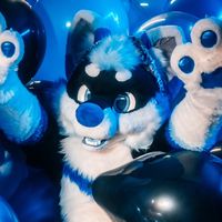 reverbthehusky