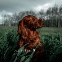 dog_edits_.14