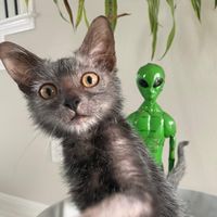 chupiedoesntgiveameow