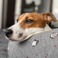 oscar.thejackrussel