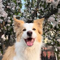 original sound - Nelly Griezman