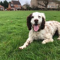 poppy..the_spaniel