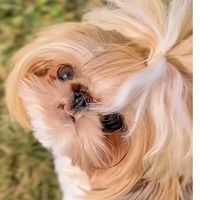bittybixby