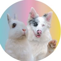 pirata.border.collie