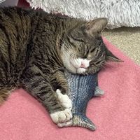 mspca.angell