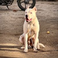 dogoargentinosantacruz