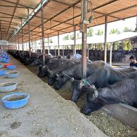 indiadairyfarming507