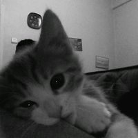 оригинальный звук