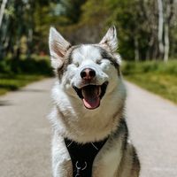 mackenziethehusky