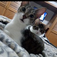 lunaylulucats
