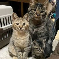 suara asli - Nilaanggoraaa