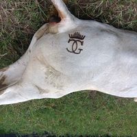 germancortez8103