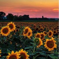sunshine.usa88