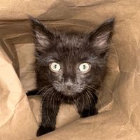 notokmeow