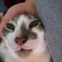 beanie_jr