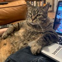 catbkk