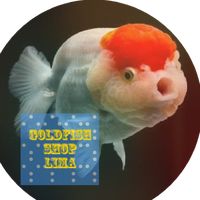 goldfishshoplima