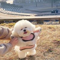 原聲
