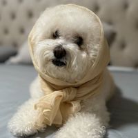 soybabycitoscamper