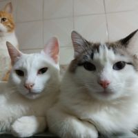 meirasfamily