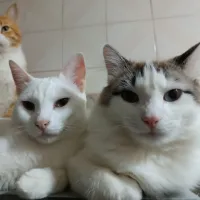 original sound - meirasfamily