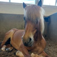 horses_of_iceland_