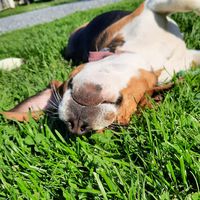 napsu_the_cute_beagle