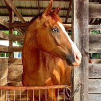 anotherhorsechick0