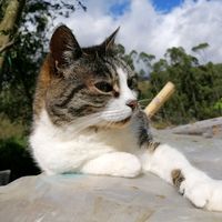 la_pandilla_de_michis