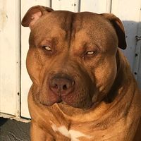 pitkennelbull