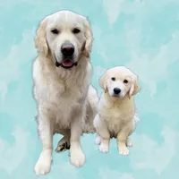 original sound - goldenbuckleyboys