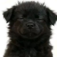 original sound - yyard33