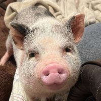 sophiethepig